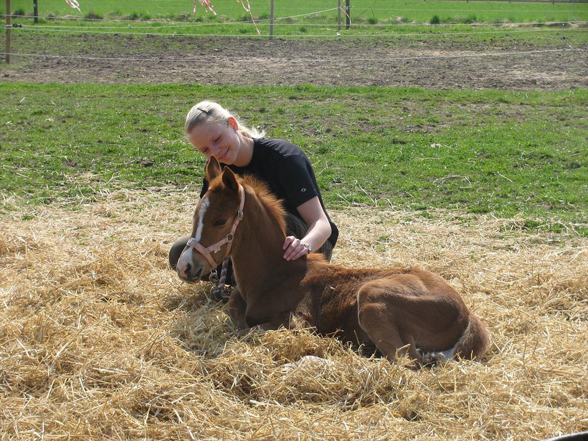 Palomino Dinah Divine billede 15