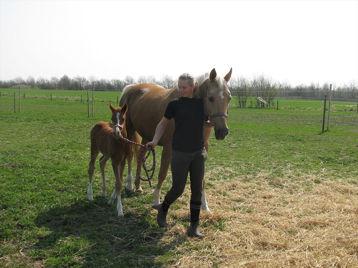 Palomino Dinah Divine billede 16