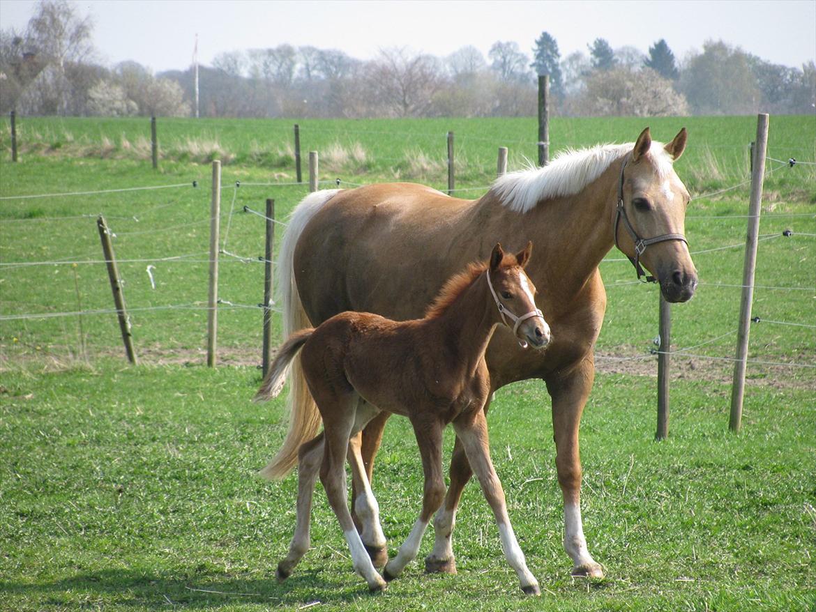 Palomino Dinah Divine billede 17
