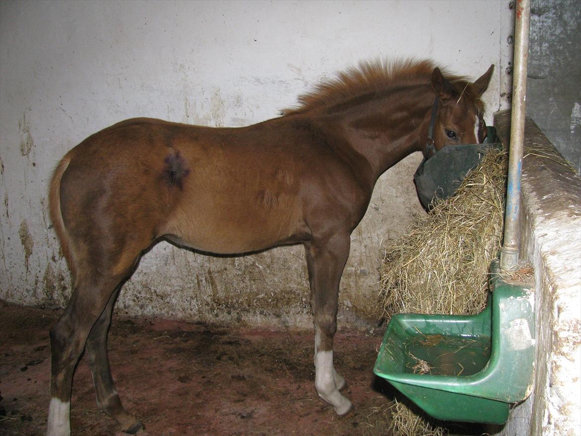 Palomino Dinah Divine billede 18