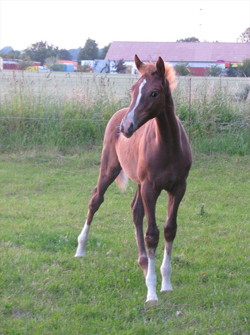 Palomino Dinah Divine billede 19