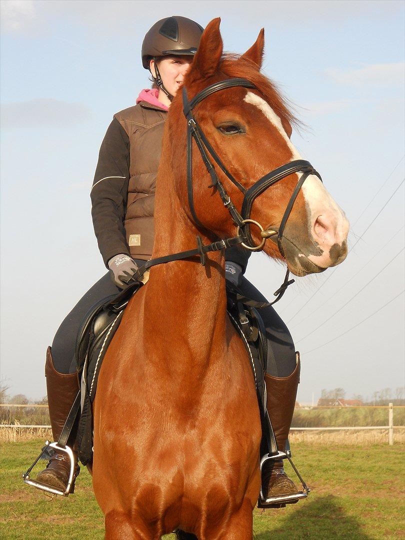 Polsk Varmblod Flet billede 1