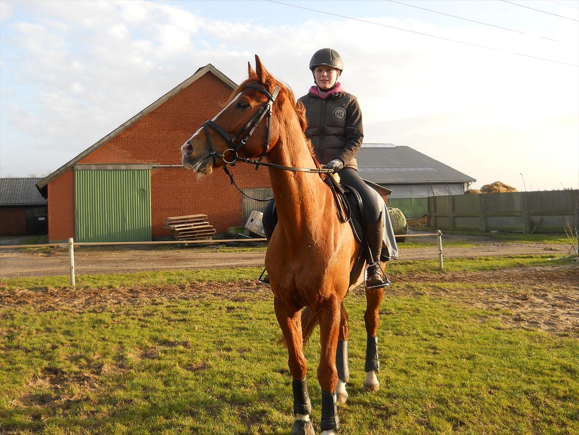 Polsk Varmblod Flet billede 2