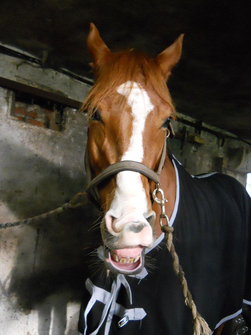 Polsk Varmblod Flet billede 3