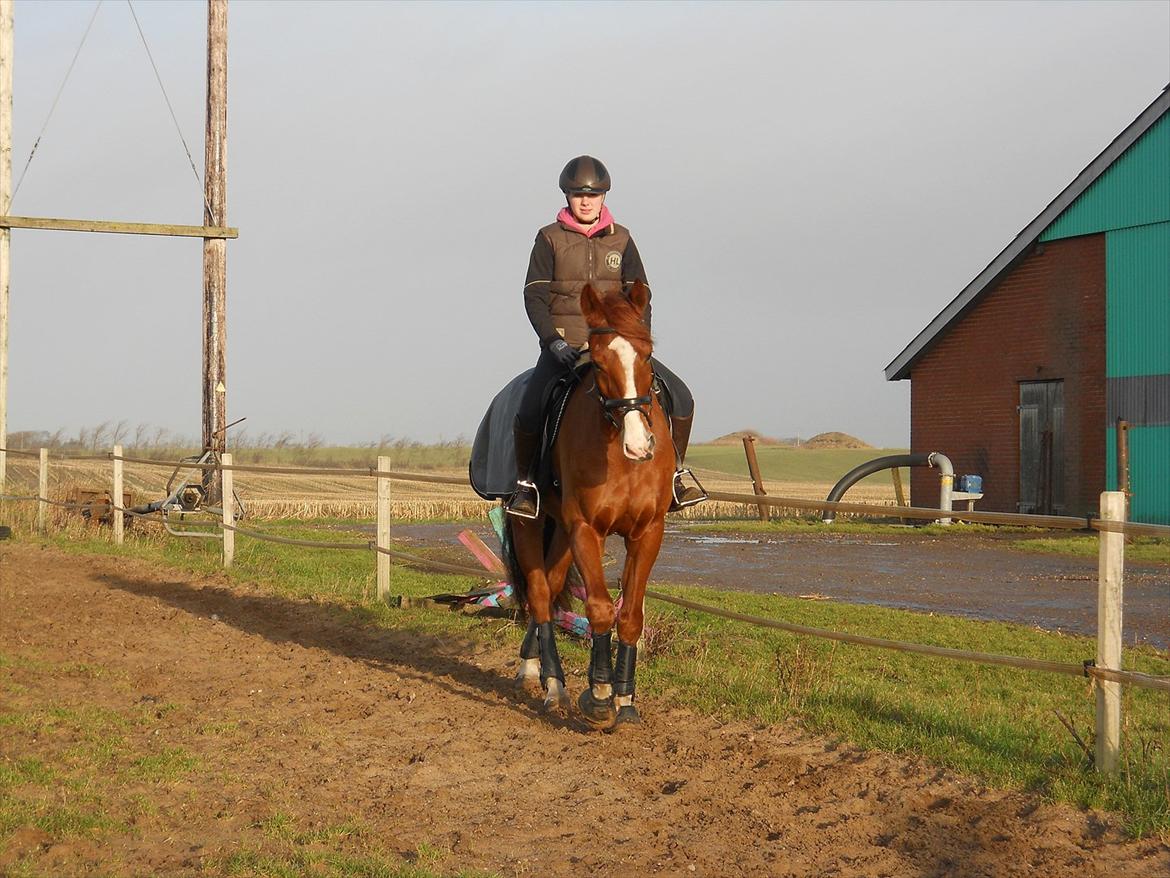 Polsk Varmblod Flet billede 4