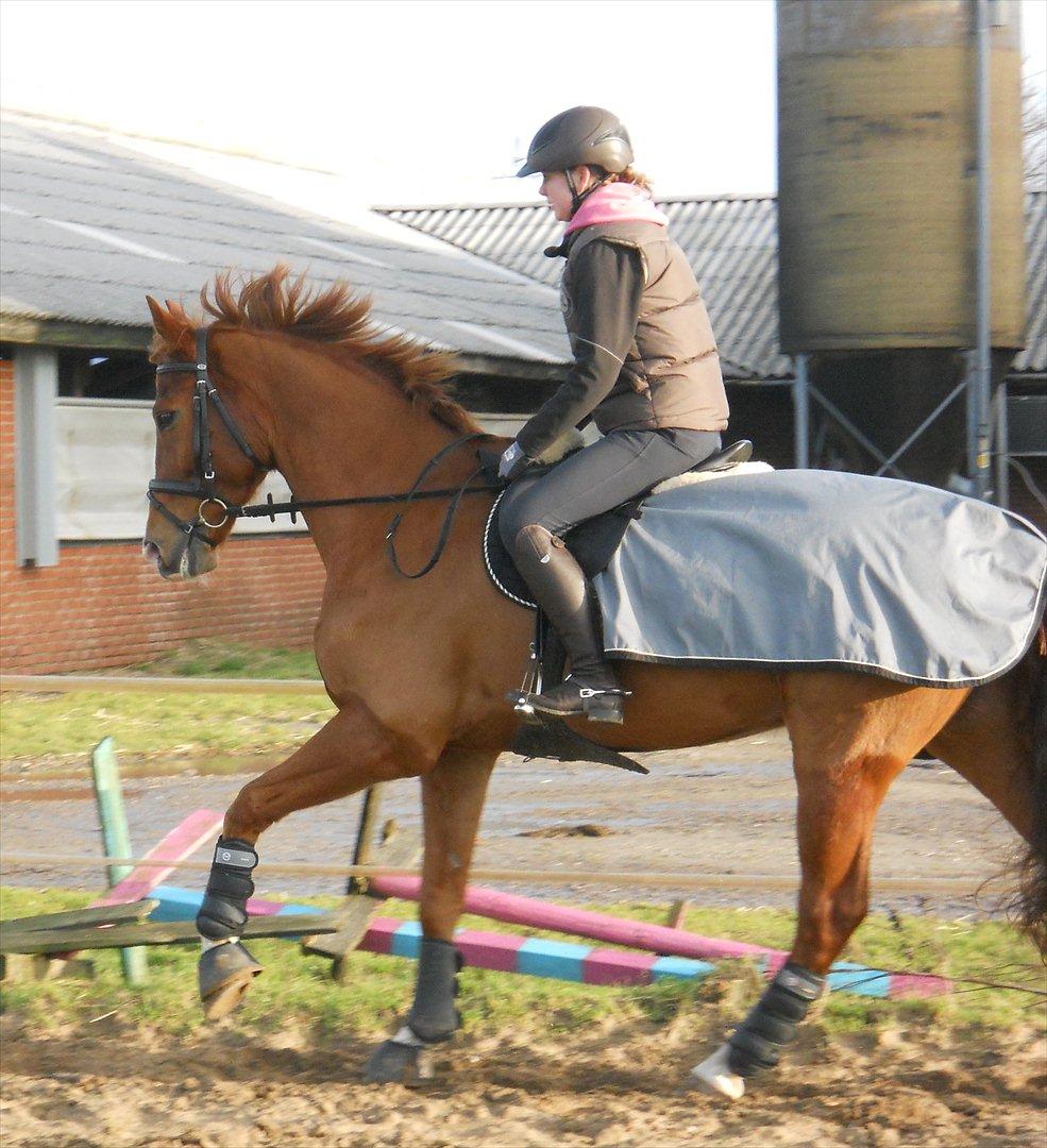 Polsk Varmblod Flet billede 5