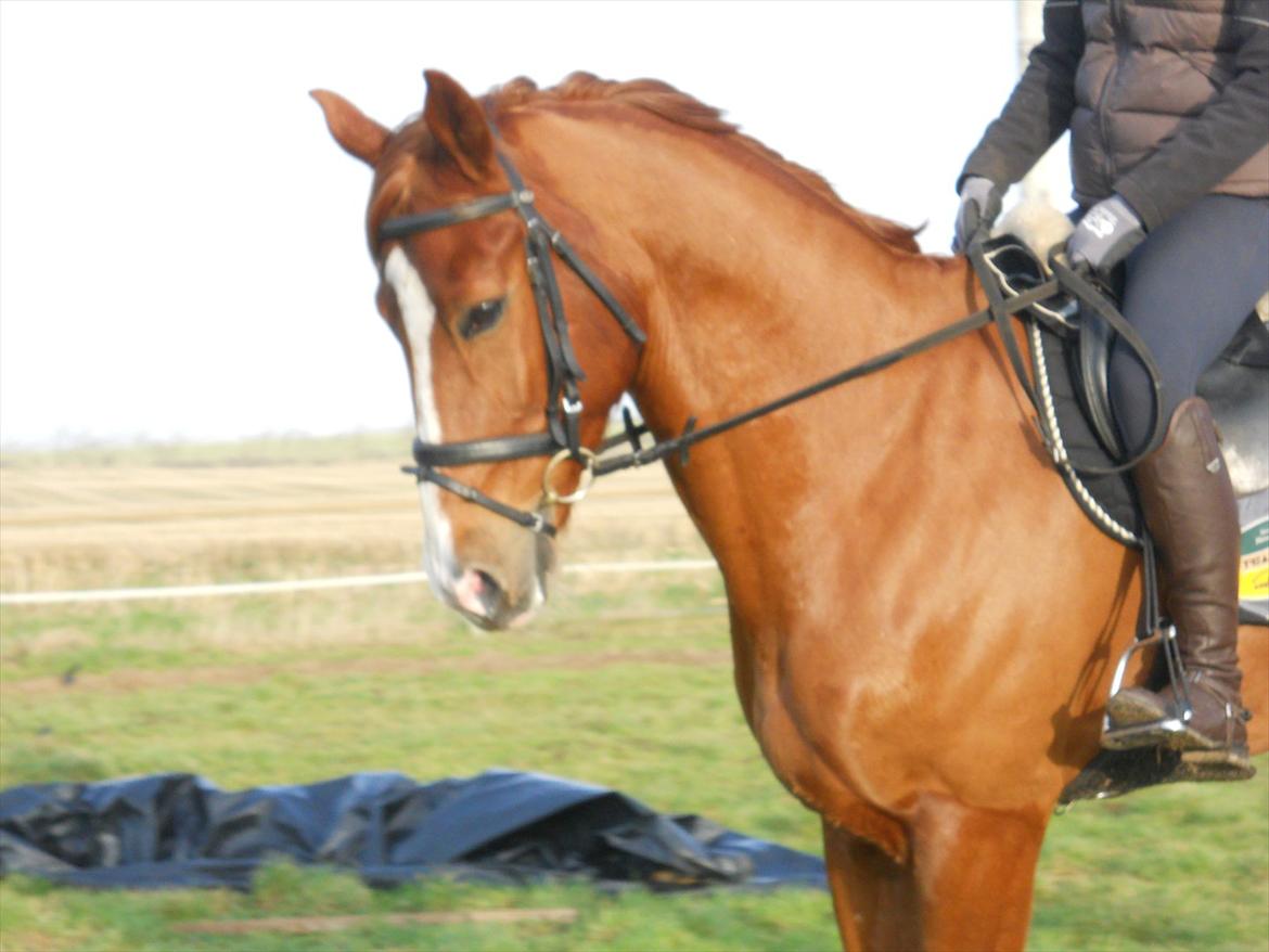 Polsk Varmblod Flet billede 6