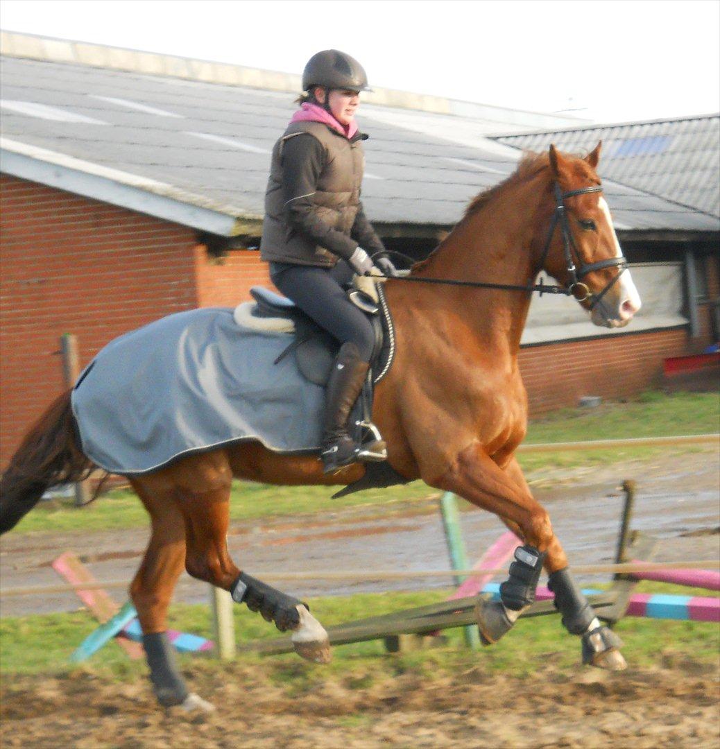 Polsk Varmblod Flet billede 7