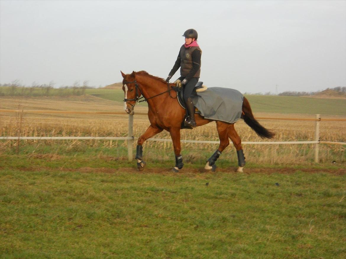 Polsk Varmblod Flet billede 8