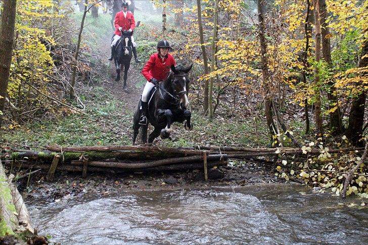 Anden særlig race Santina - Hubertus jagt 2011. billede 16