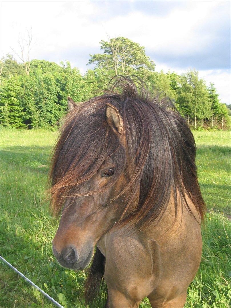 Islænder All  fra Husatoftum - sommer 2011   blinker til de søde hopper  er jeg ikke lækker tøser hva ;-) billede 7