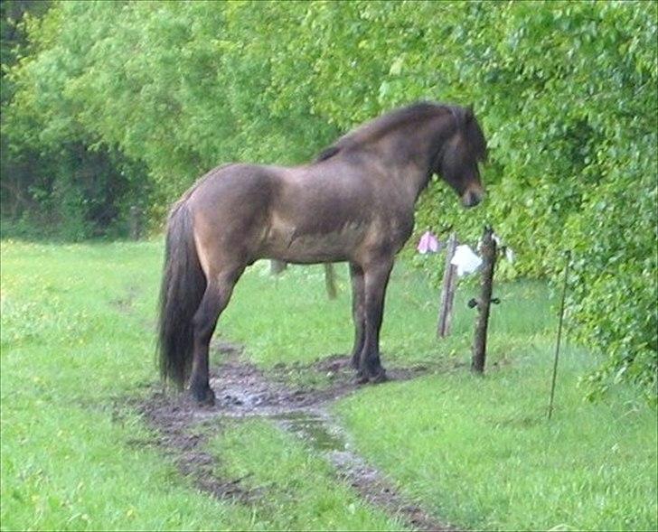 Islænder All  fra Husatoftum - maj 2011  regnvejr  hvem har leget med vand for nu er jeg våd  billede 10