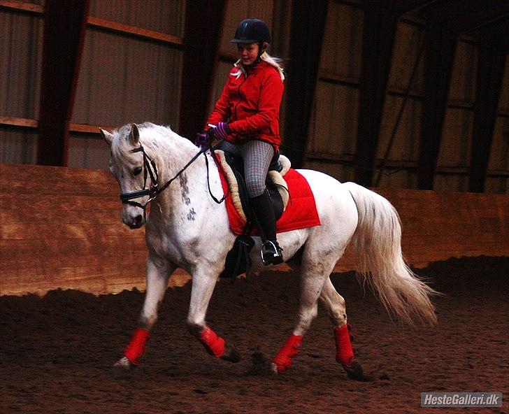 Anden særlig race Søvinds Silvermoon <3 R.I.P <3 :'( - Dressur trænning<333:D
Barløse foto :D billede 6
