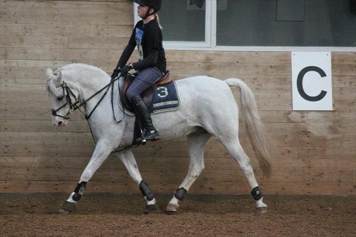 Welsh Partbred (Sec F) West Side Pride Poet - Gamellt billede, Polle trav. Foto: signe billede 11