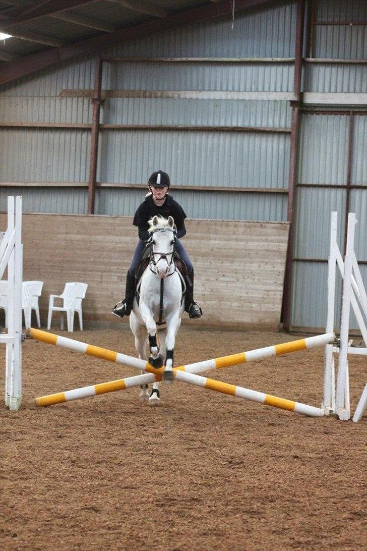 Welsh Partbred (Sec F) West Side Pride Poet - Polle på et kryds Foto Signe Andersen billede 10