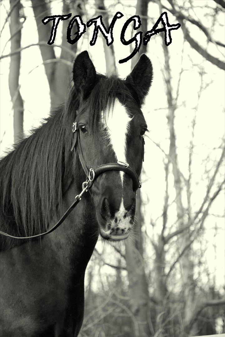 Irish Cob Sir Tonga | x - Part - Foto : KHH | Velkommen til Tonga's profil -     smid gerne kommentar ;)  billede 1