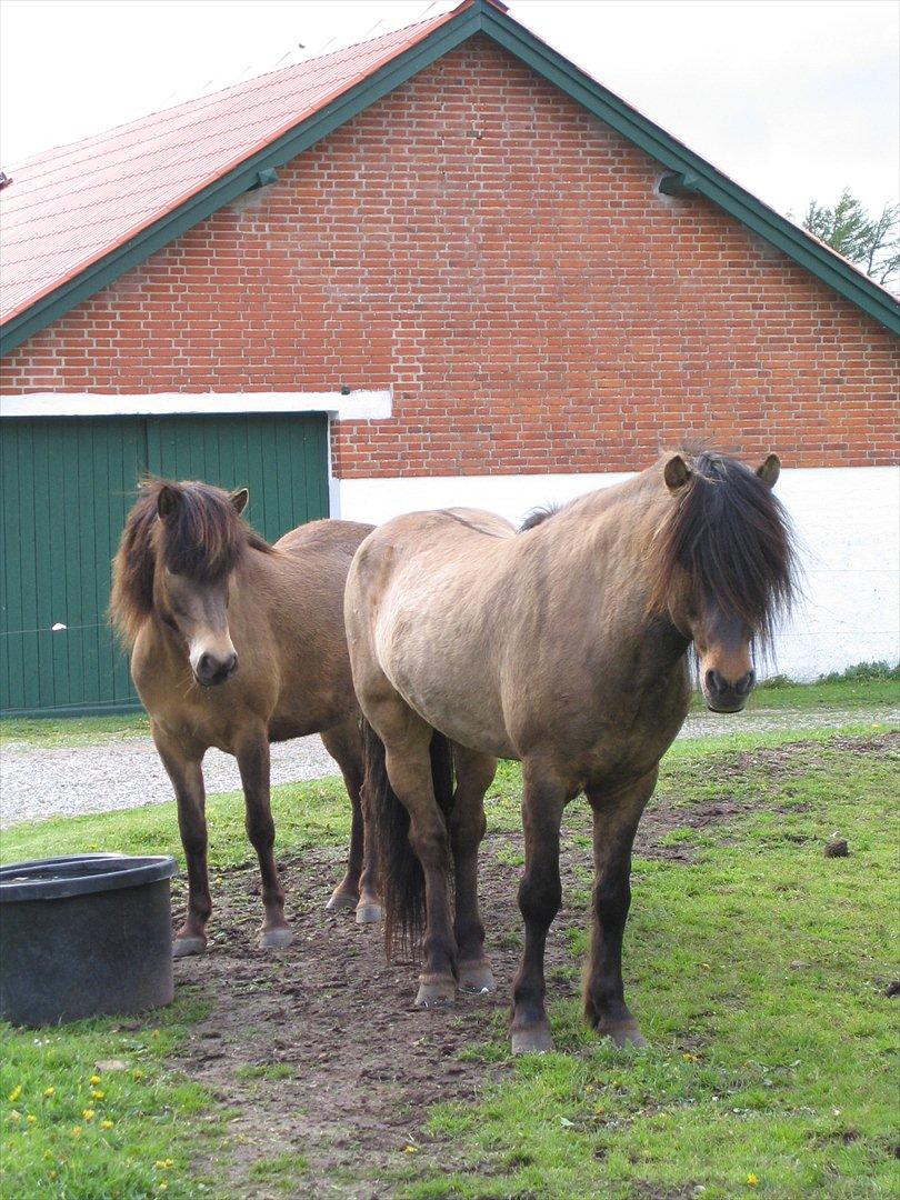 Islænder All  fra Husatoftum - Tidlig forår med sin unglings hoppe  der venter føl 2012  spændene hvilken farve de to laver . billede 15