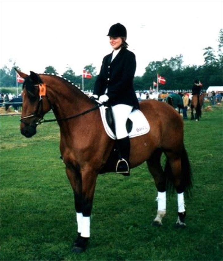 Dansk Varmblod Bianca af Borregård - Bianca forvildet sig til rideheste klasse på det lokale dyrskue, hvor hun nærmest ved en uheld ligner en dressurhest. billede 2