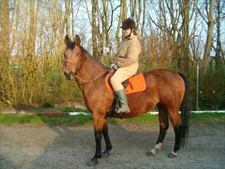 Dansk Varmblod Bianca af Borregård - Bianca på hendes 22 års fødselsdag i pels og det hele, meget fin ældre dame der stadigvæk kan bukke ved en rask tur i galop. billede 3