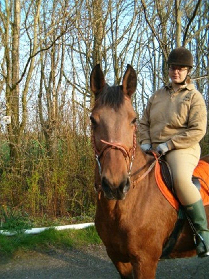 Dansk Varmblod Bianca af Borregård - 22 år er da ingen alder, jeg er stadigvæk smart, hvad skal man med længere ben når de godt kan kommer over springene? nye billeder af hvordan jeg ser ud idag kommer senere, men tro mig jeg ser stadigvæk skide godt ud. billede 4