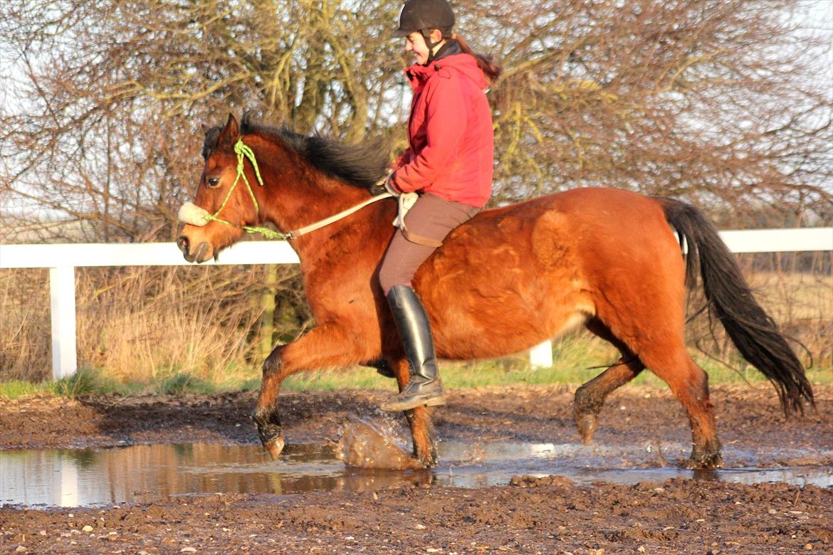 New Forest -Lilholdst Paloma [TheDreamHorse] - <3
Foto// Maiken Hallas. billede 8