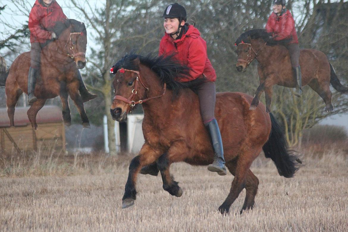 New Forest -Lilholdst Paloma [TheDreamHorse] - <3
Foto// Maiken Hallas. billede 9