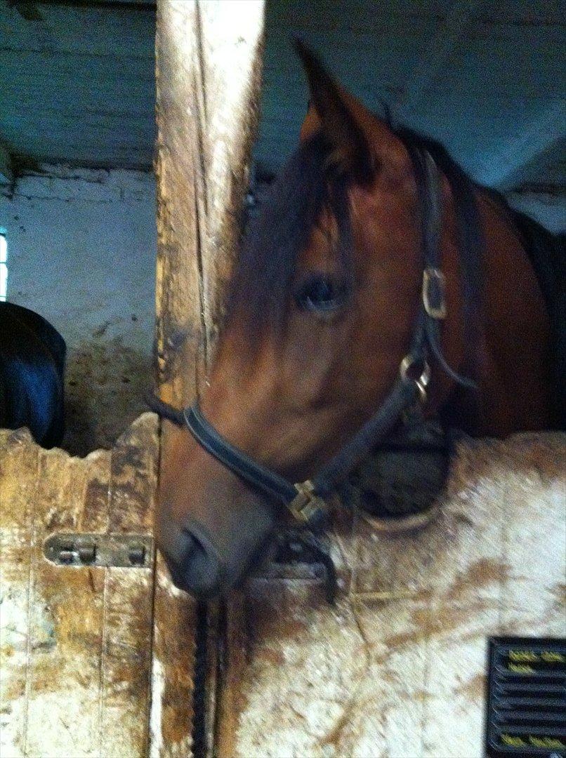 Traver Roses Lime - Smukke, smukke Rosie!<3 billede 5