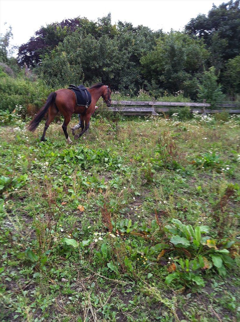 Traver Roses Lime - Og så lige lidt trav!<3 billede 9