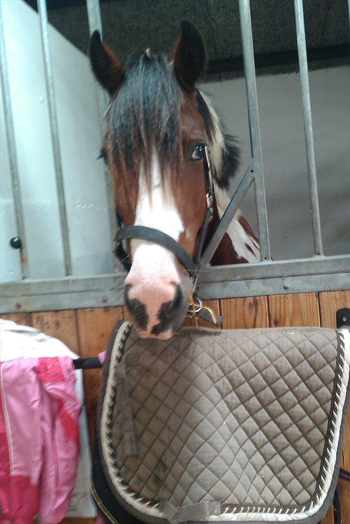 Irish Cob Crossbreed South Lady View<3 billede 10