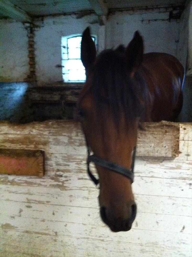 Traver Roses Lime - Nysgerrig er du altså!! <3 billede 11