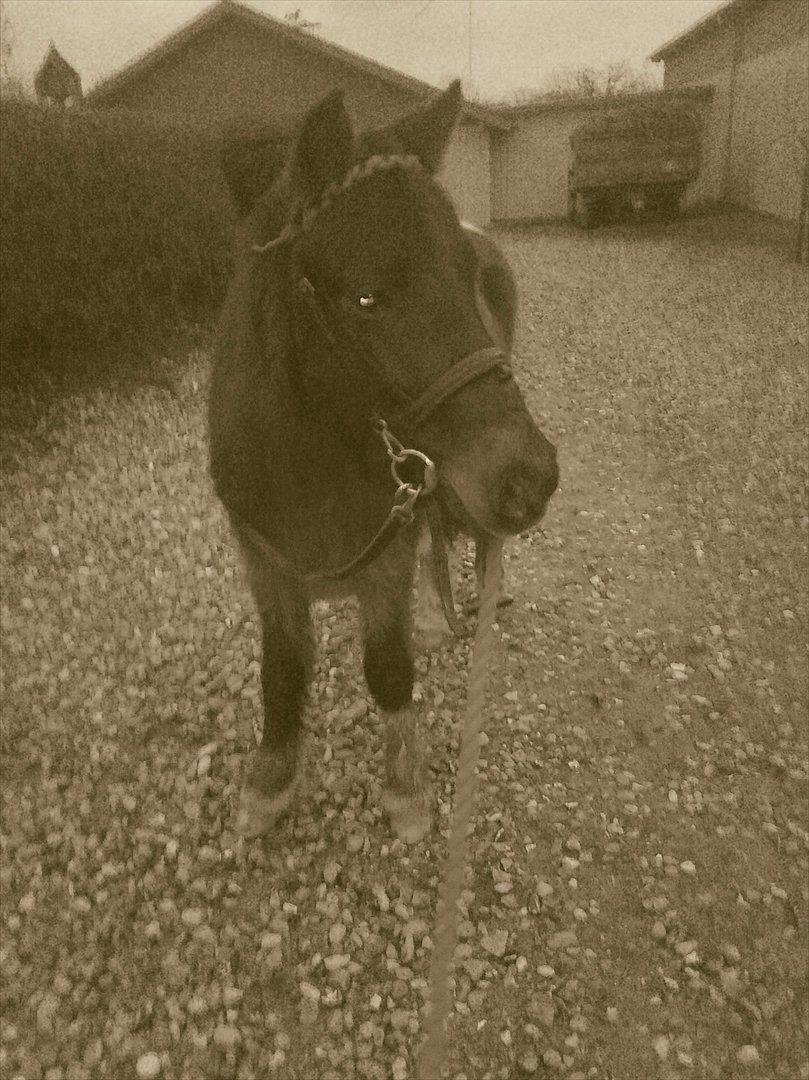 Anden særlig race Hannibal  (BFF<3) - Min smukke Prins :D billede 18