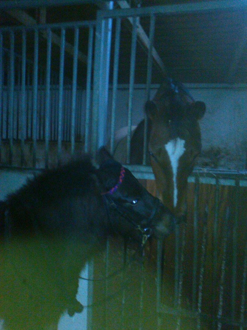 Anden særlig race Hannibal  (BFF<3) - Hannibal og Heartdream :D

De er så søde sammen! (man skulle tro de var forelskede) billede 16