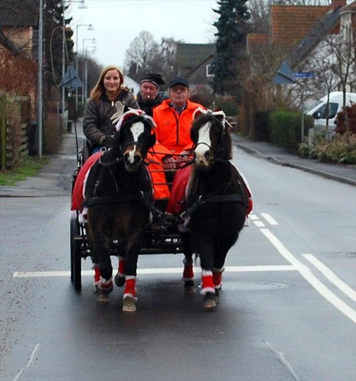 Welsh Mountain (sec A) Mosedalens Kiro-BasseMand - Himmelhest billede 9