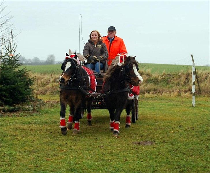 Welsh Mountain (sec A) Mosedalens Kiro-BasseMand - Himmelhest billede 5