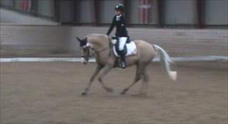 DSP Elvira Wales billede 2