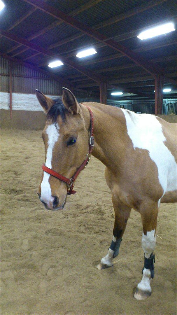 Anden særlig race Lunderskovs Watch Me billede 5