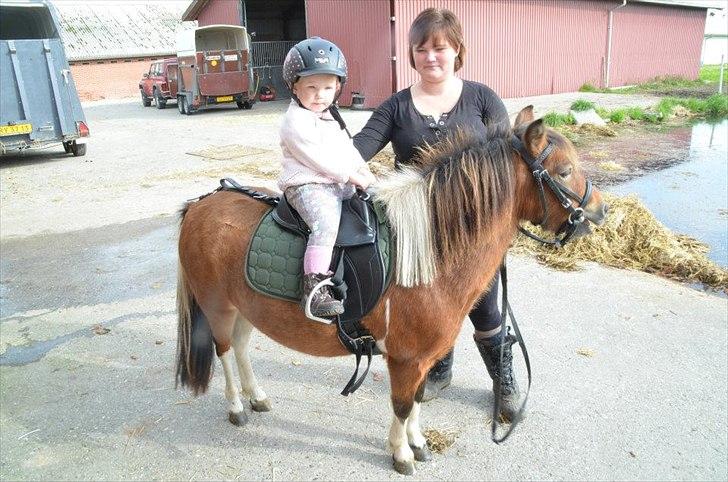 Shetlænder Putte billede 7