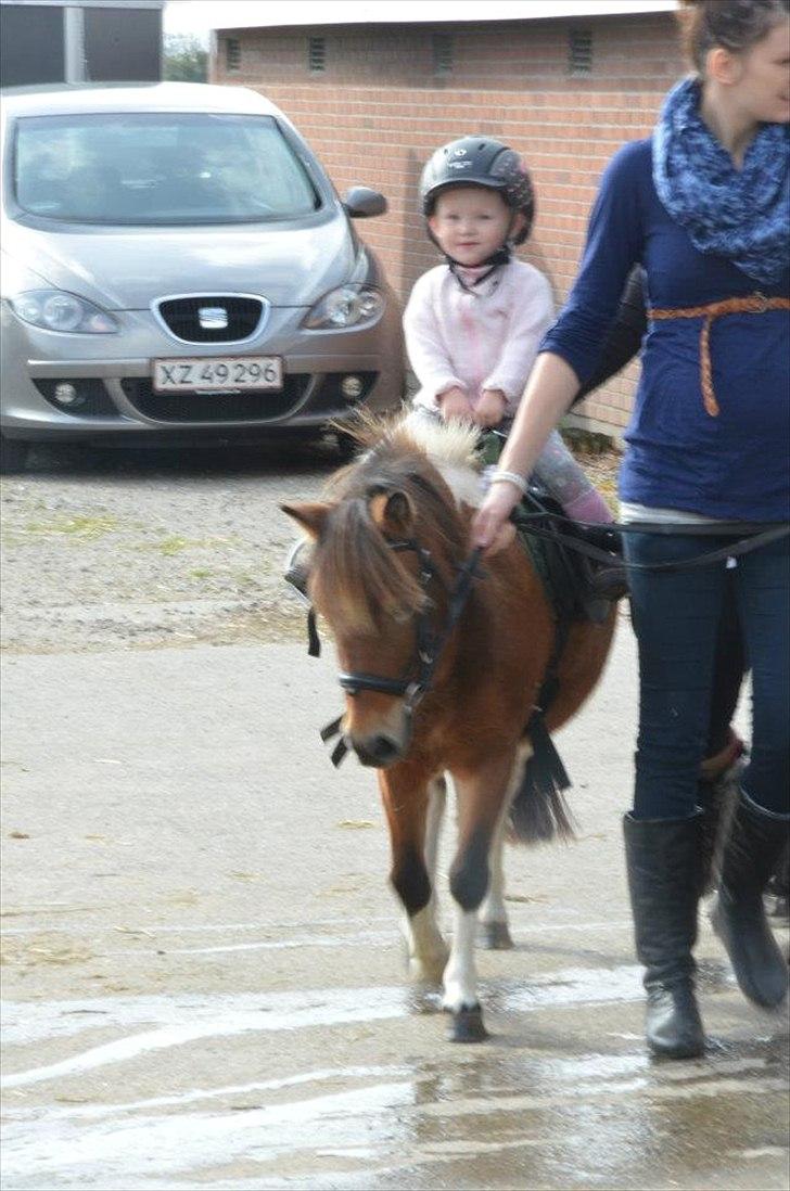 Shetlænder Putte billede 8