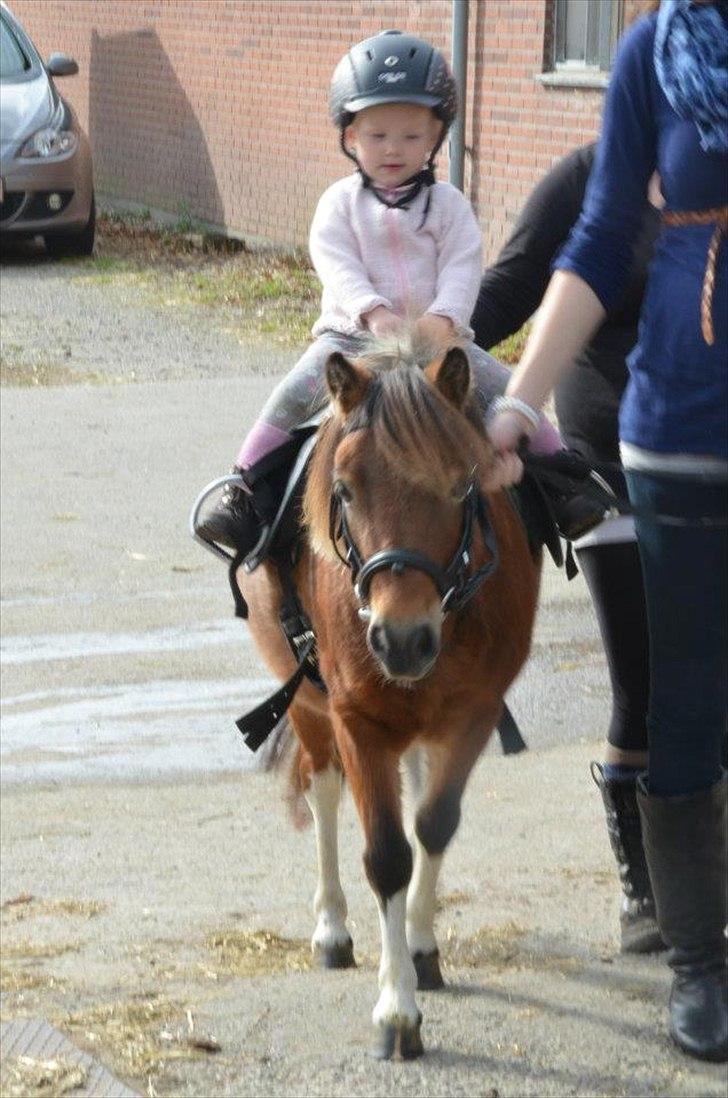 Shetlænder Putte billede 9
