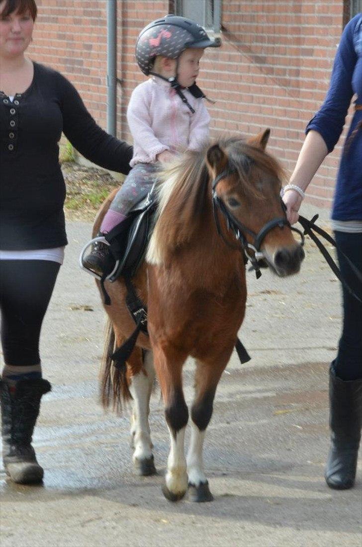 Shetlænder Putte billede 10