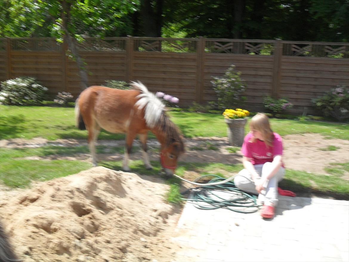 Shetlænder Putte billede 11