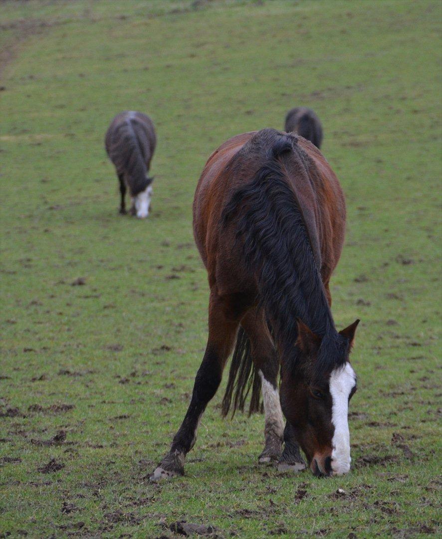 Pinto Vognbjergs Picasso billede 7