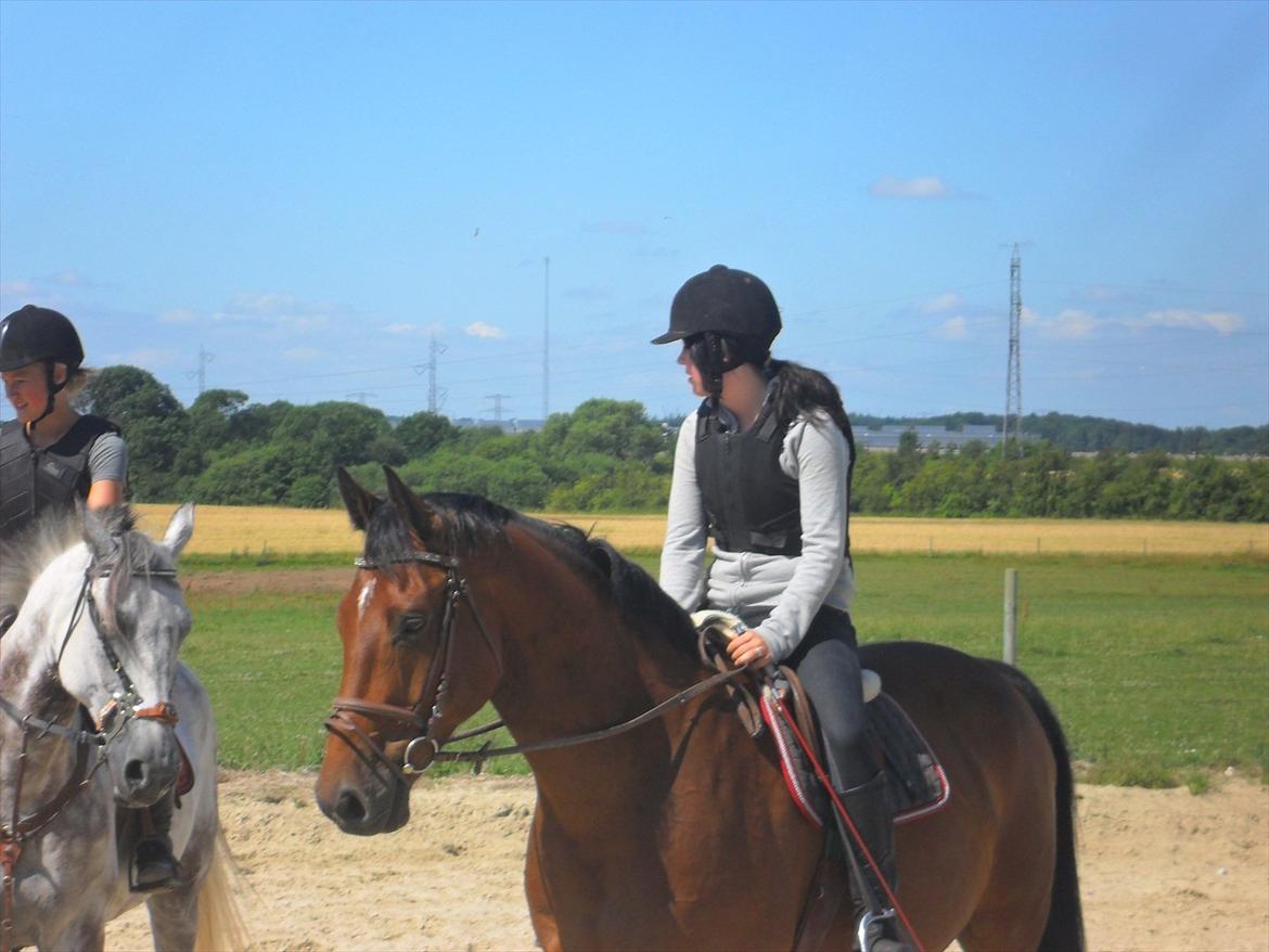 Holstener Playboy - Tidligere hest  billede 12