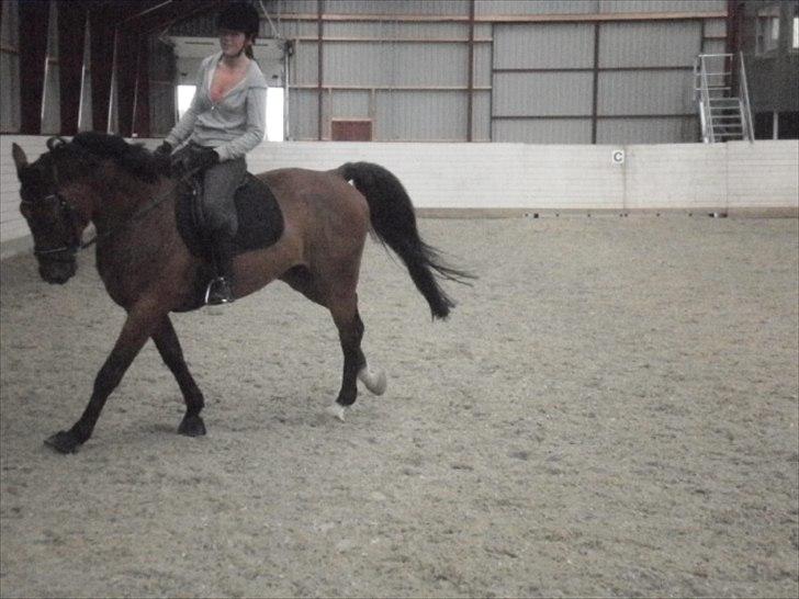 Holstener Playboy - Tidligere hest  billede 13