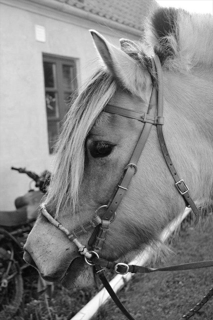 Fjordhest Mastrup Ally  - Ally! <3 27/9-11 Foto: Mille Andersen billede 19