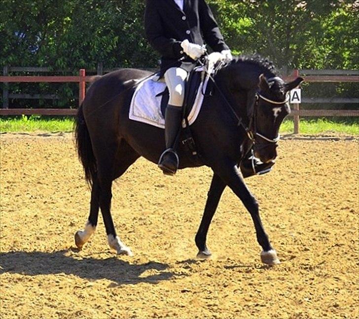 New Forest alymet - pony uge 2011
foto: mathilde danmark billede 15