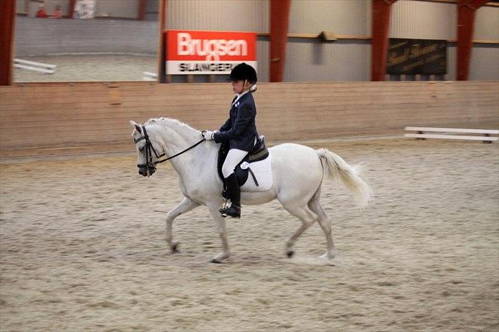 Welsh Pony (sec B) Korreborgs Hero billede 11