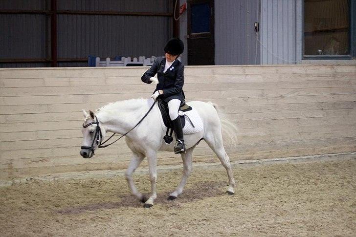 Welsh Pony (sec B) Korreborgs Hero billede 12