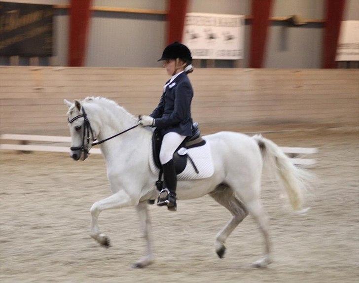 Welsh Pony (sec B) Korreborgs Hero billede 14