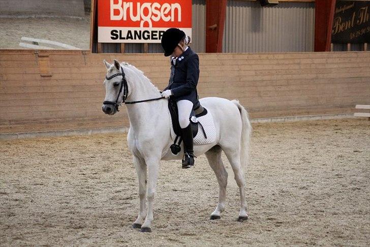 Welsh Pony (sec B) Korreborgs Hero billede 16